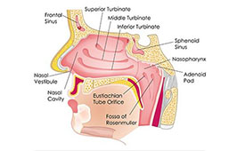 Cranial Facial Release