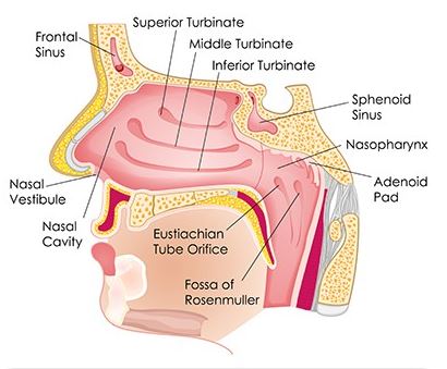 nasal cranial facial release procedure